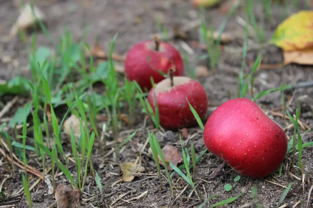 windfall, apples, red
